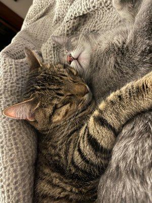 Watson Road Veterinary Clinic