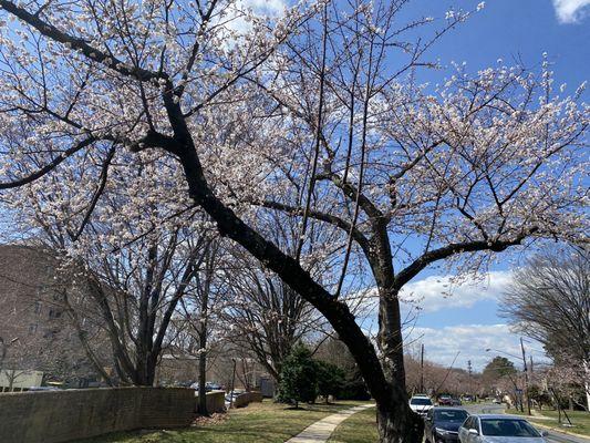 Cherry blossoms on stroll