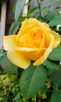 California Rose Photography by jeff