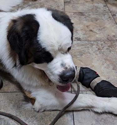 Walden Lake Animal Clinic