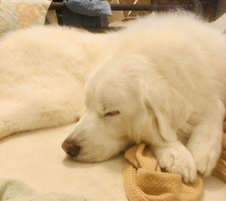 At home all groomed!