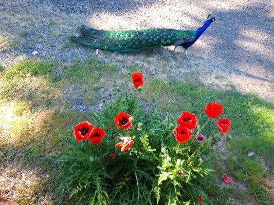 Sutherlin Family Church