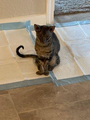 How she looked says before having to put her down 8 months later.