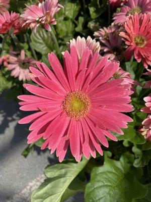 Our Garden Center is full of beautiful things!