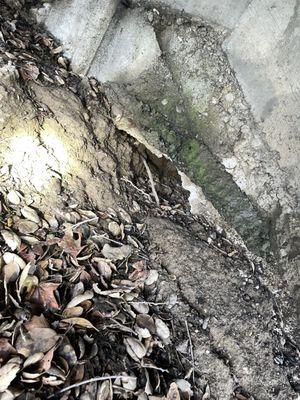 Advanced Animal Removal