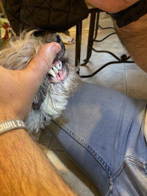 Opened about half way within 24 hours of the original stitches at Nashville Veterinary Specialists + Animal Emergency - Clarksville.
