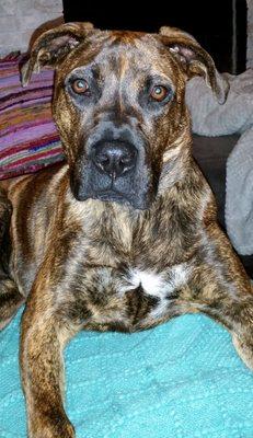 Greenville County Animal Care