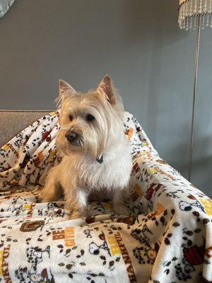 Central Park Pet Spa