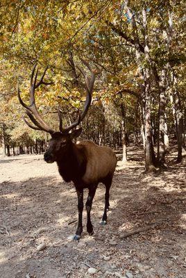 Briarwood Ranch Safari Park