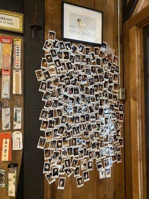 A wall filled with polaroid photos of dogs!