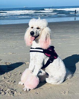 Pawfect Pooches Grooming