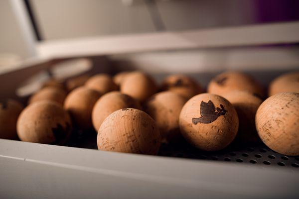 Little Bird Wellness