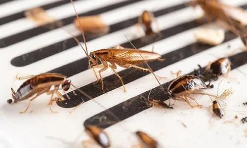 Central Iowa Pest Control Services