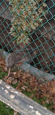 My dogs scared an opossum into a fence. We waited to see if it would free itself but it couldn't. Dave came even though it was after 8pm.