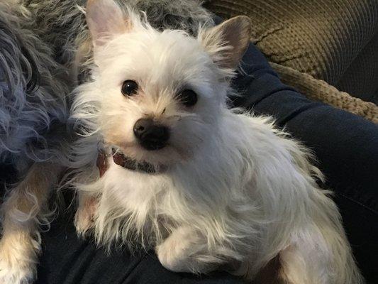 iSit and iWalk Pet Services