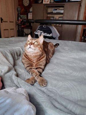 Crossroads Veterinary Hospital