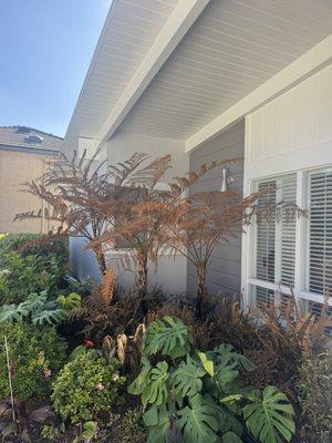 They ruined my giant tree ferns and would not accept responsibility. Now they are suing me- stay away!