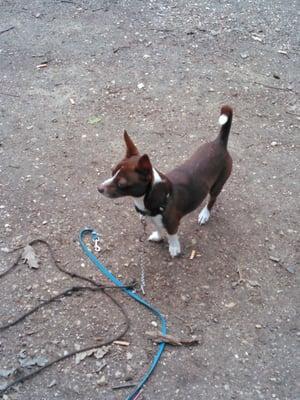 My baby boy lucky jack jackson he turned one on april 1 2015