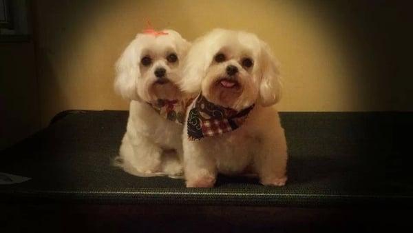 Dog Life Salon and Resort