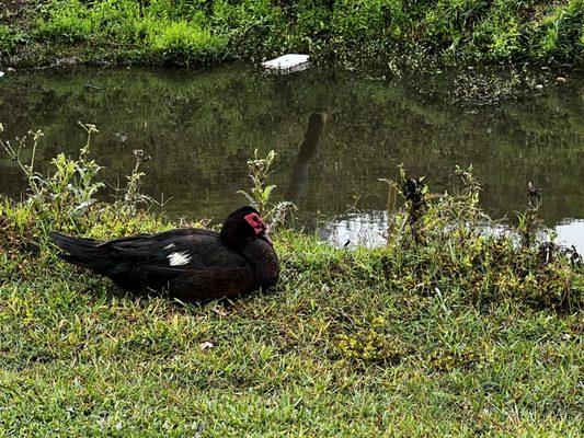 Bayou Barataria RV Park