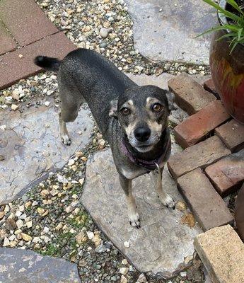 Doggy Doggy At Kit's House