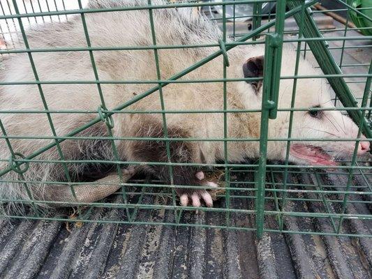 Wildlife Removal San Francisco