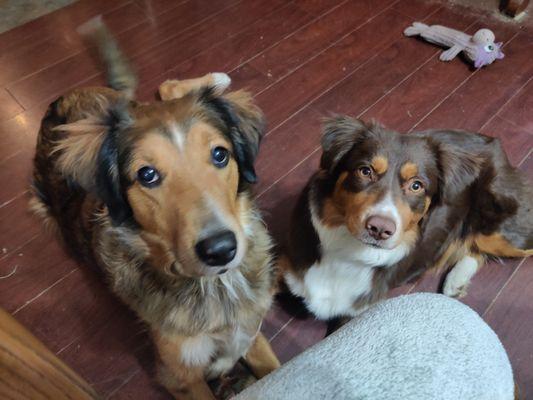 Sherlin's Pet Services