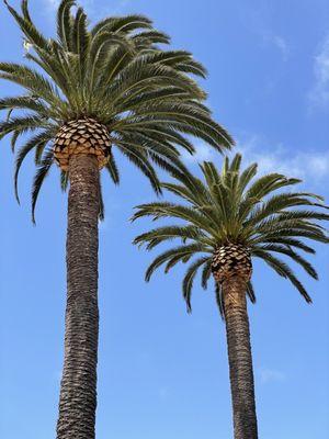 Franciscos Tree Service