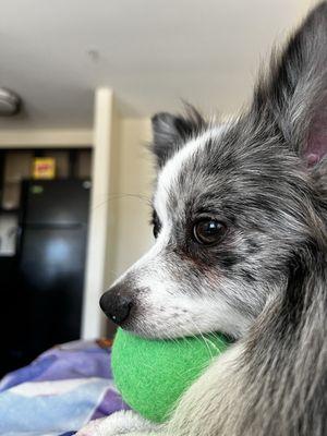 This is my Pom puppy my little guy is enjoying one of his gifts from dog city. Loves his lil ball.