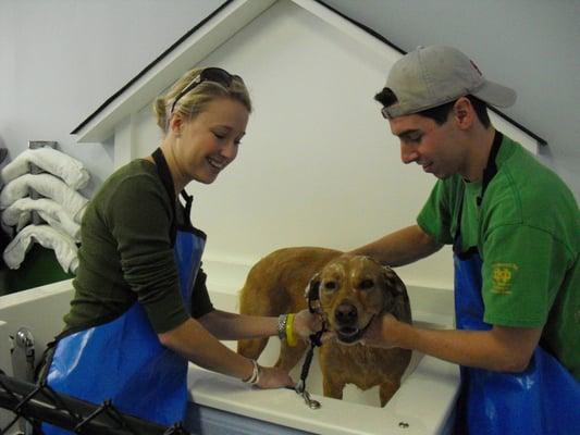 The Dirty Paw Dog Spa