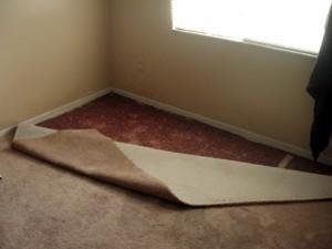 Coastline Restoration