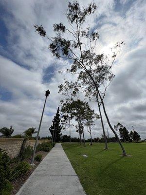 Bonita Long Canyon Park