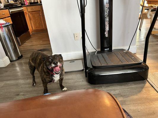 Black Dog Animal Rescue