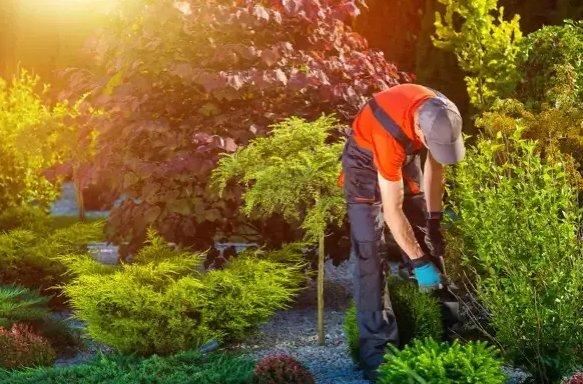 Francisco Landscaping Maintenance and Tree Service
