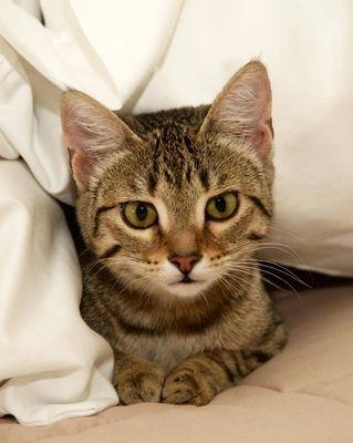 Pioneer Humane Society