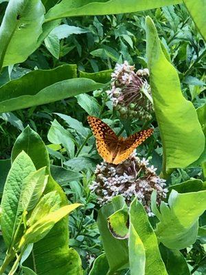 Brinton Brook Sanctuary