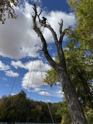 Massive damage AZ Ash trunk extraction