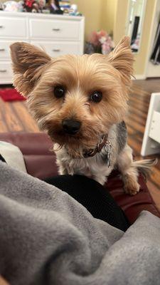 Bob Irelan Veterinary Services