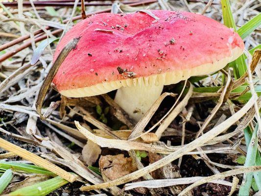 Falling Waters State Park