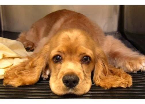 Gentle Vet Animal Hospital