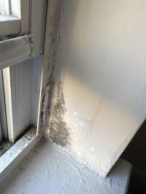 Mold in windows