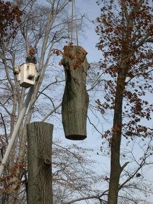 Timberline Tree Service