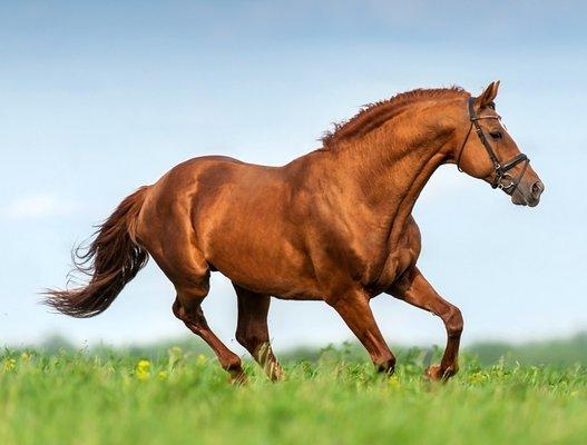 Farm Fence Solutions