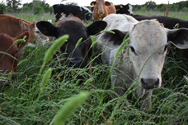 Hackberry Hill Ranch