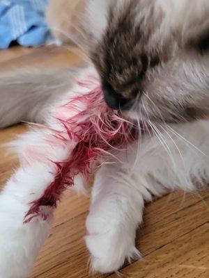 Westchester Veterinary Center & Cat Clinic