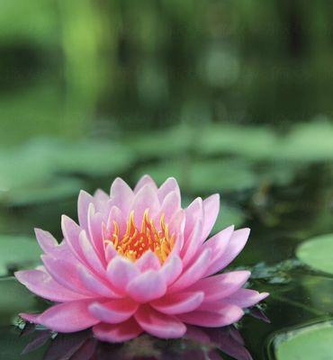 Speaking Frankly Coaching Service