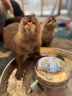 Otter experience