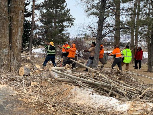Anna’s Tree Specialist