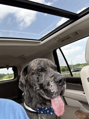 Vale Park Animal Hospital