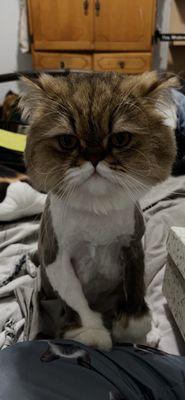 Westheimer Animal Clinic Bellaire